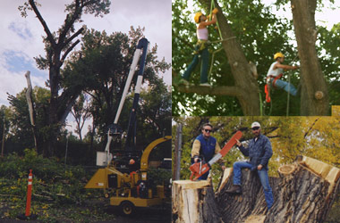 Removing Damaged Tree